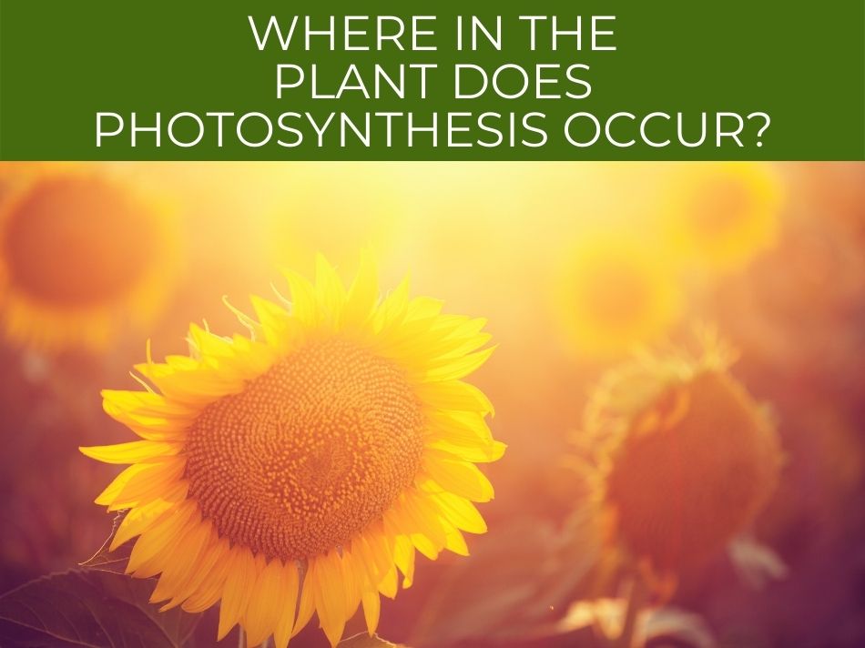 A sunlit field of sunflowers with overlay text asking "Where in the plant does photosynthesis occur?