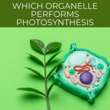Which organelle performs photosynthesis