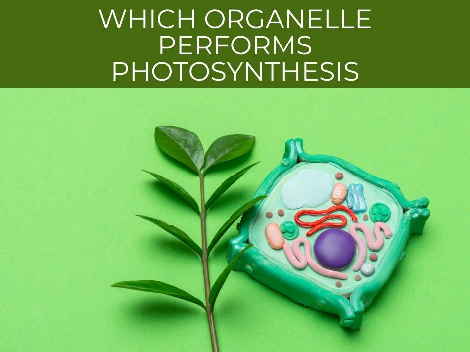 A model of a plant cell next to a green leaf with the text "which organelle performs photosynthesis?" on a green background.