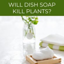 Will dish soap kill plants_