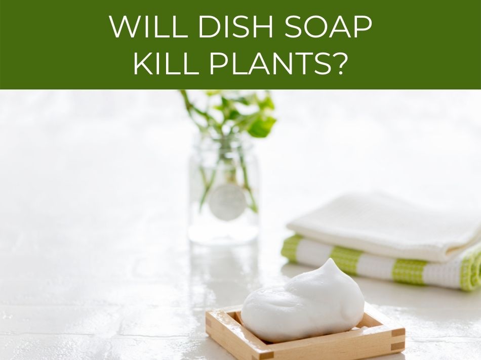 A bar of soap on a wooden dish with a green towel and a plant cutting in a jar, questioning if dish soap will kill plants.
