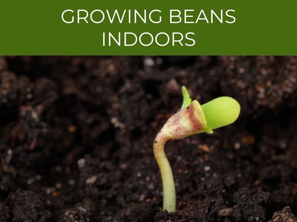 Young bean sprout emerging from soil, illustrating the indoor bean gardening concept.