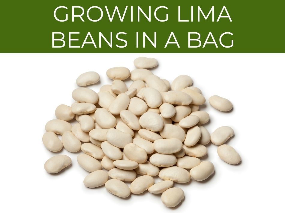 Pile of lima beans isolated on white background with text "lima beans in a bag" above.