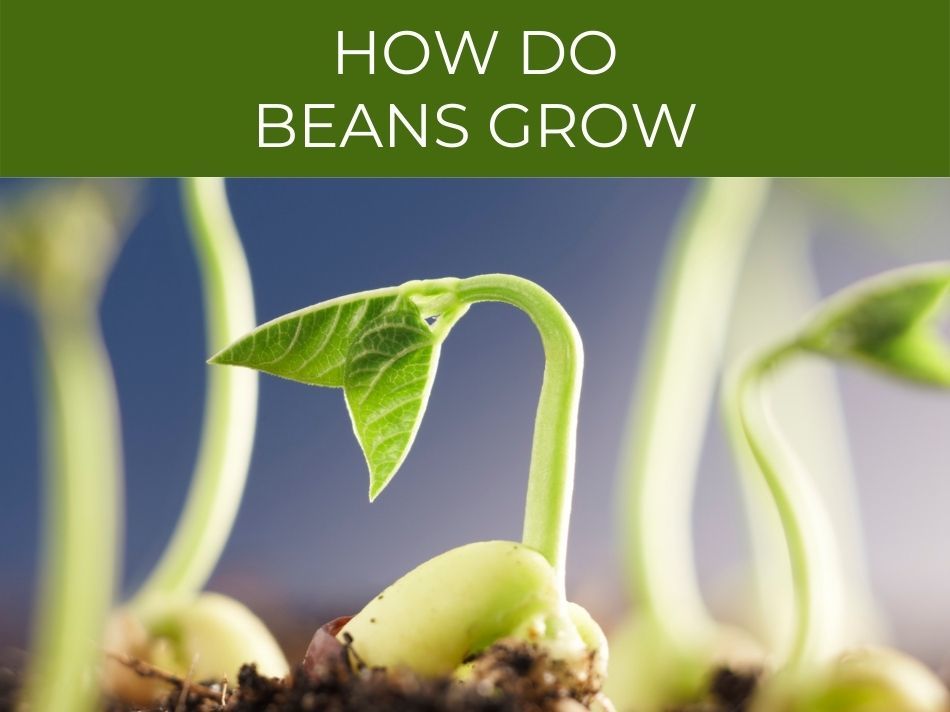 Young bean plants sprouting from soil with a caption reading "How beans grow.