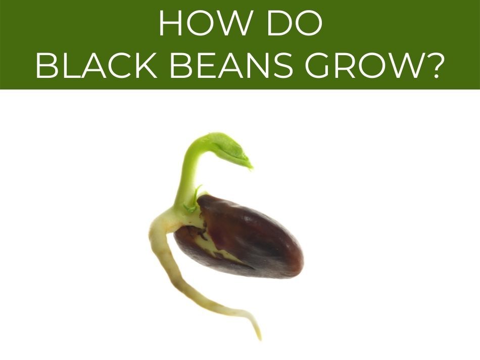 Sprouting black bean seedling with text "How do black beans grow?