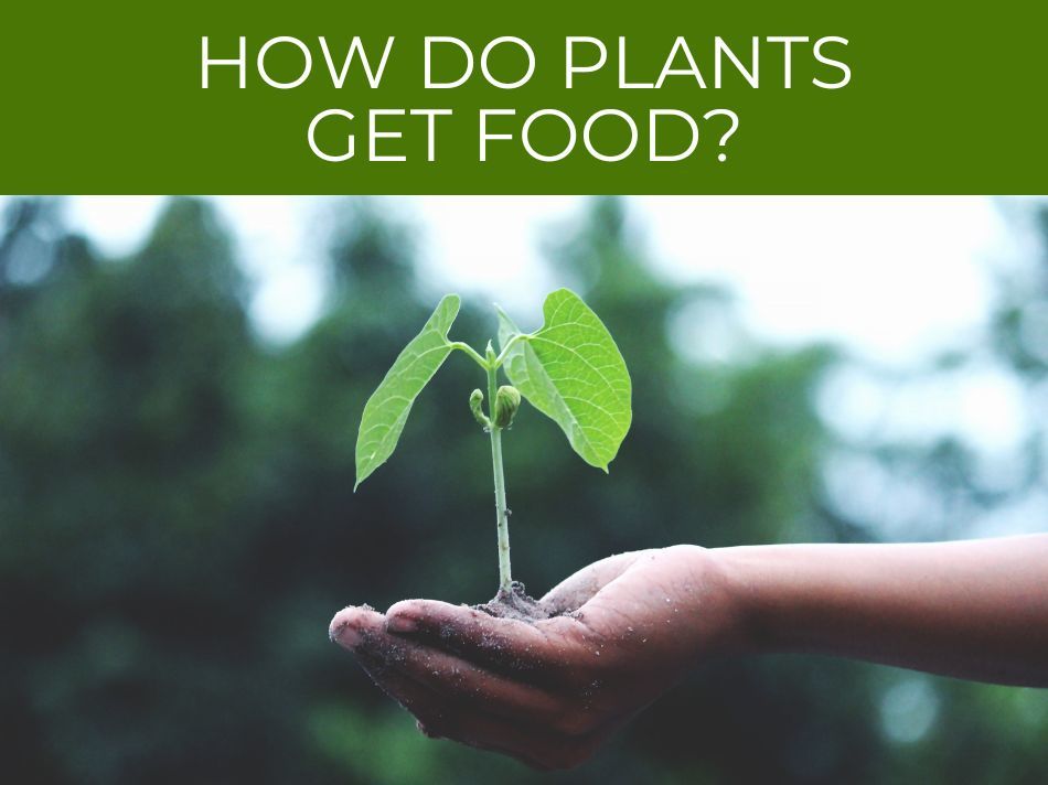 A hand holding a small plant with text above reading "how do plants perform photosynthesis?" against a blurred green background.