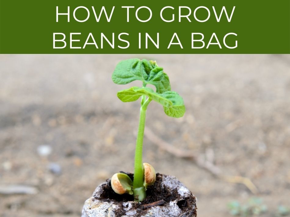 Bean sprout emerging from soil, illustrating the initial growth stage in growing beans.