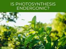 Is photosynthesis endergonic
