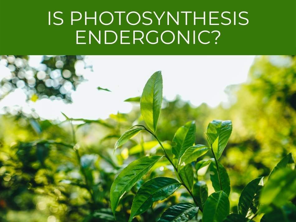 Is photosynthesis endergonic?