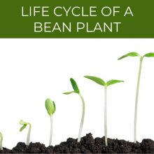 Life cycle of a bean plant