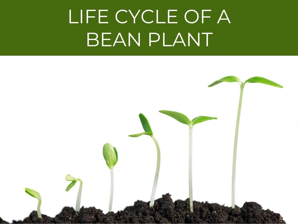 Stages of growth in a bean plant life cycle from sprouting to young seedling.