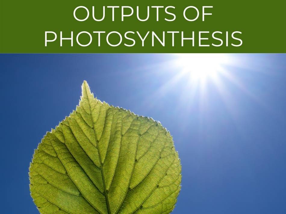 Green leaf against the sun with the title "photosynthesis products.