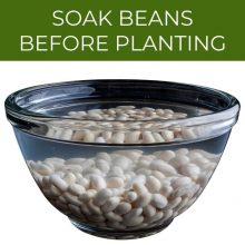 Soak beans before planting