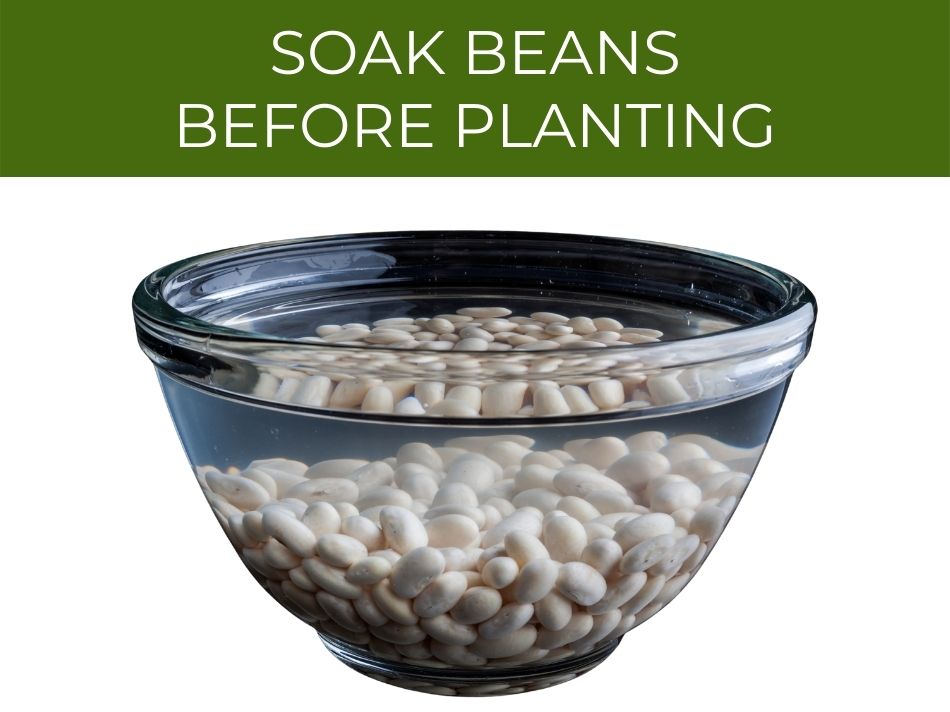 A bowl of beans soaking in water with text instructing to soak beans before planting beans.