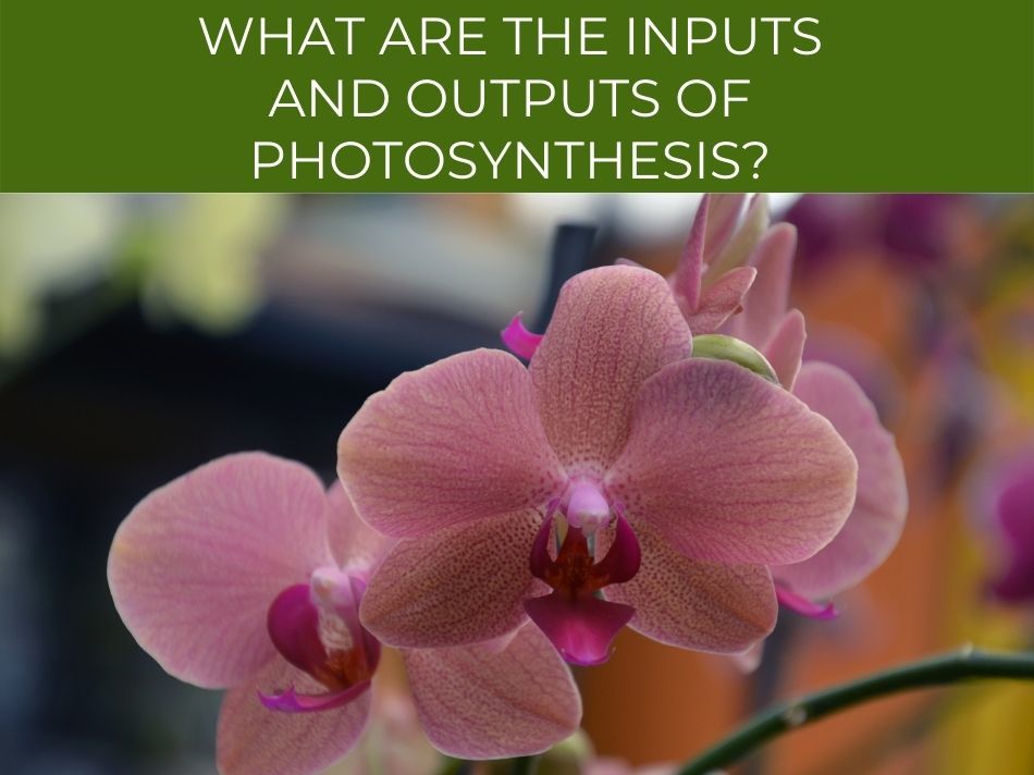 A slide with the text "what are the inputs and outputs of photosynthesis?" displayed over an image of pink orchid flowers, explaining the inputs and outputs of photosynthesis.