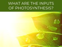 What are the inputs of photosynthesis