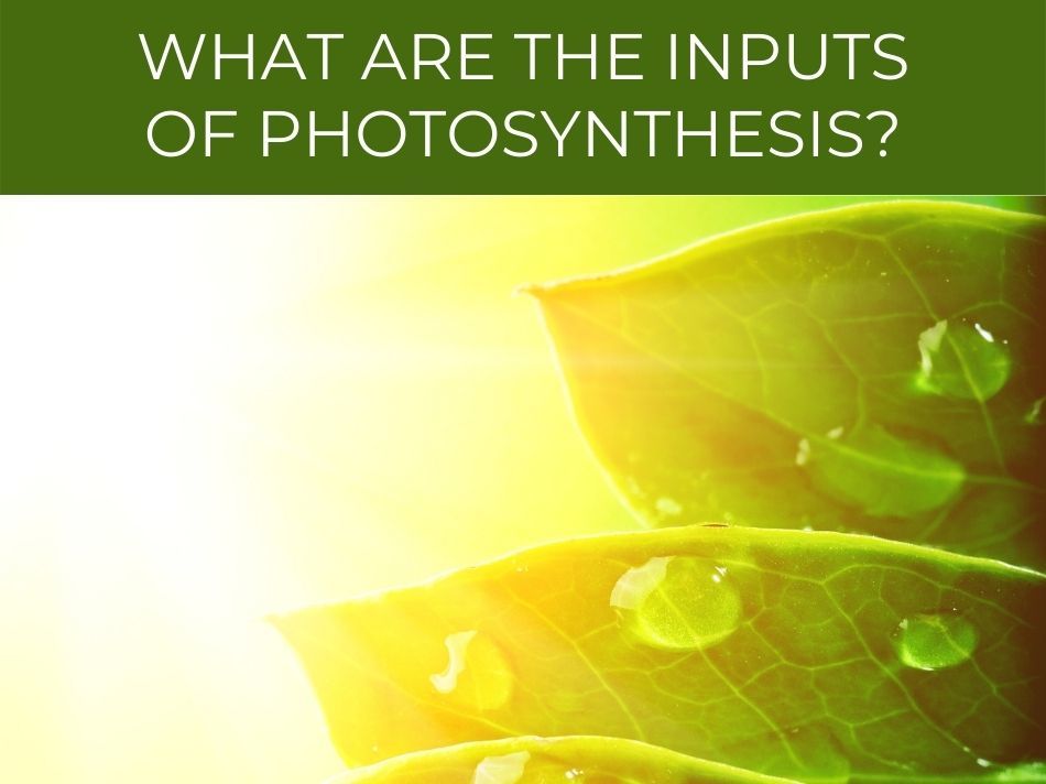 Sunlight illuminating green leaves with text asking about the photosynthesis inputs.