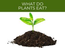 What do plants eat_