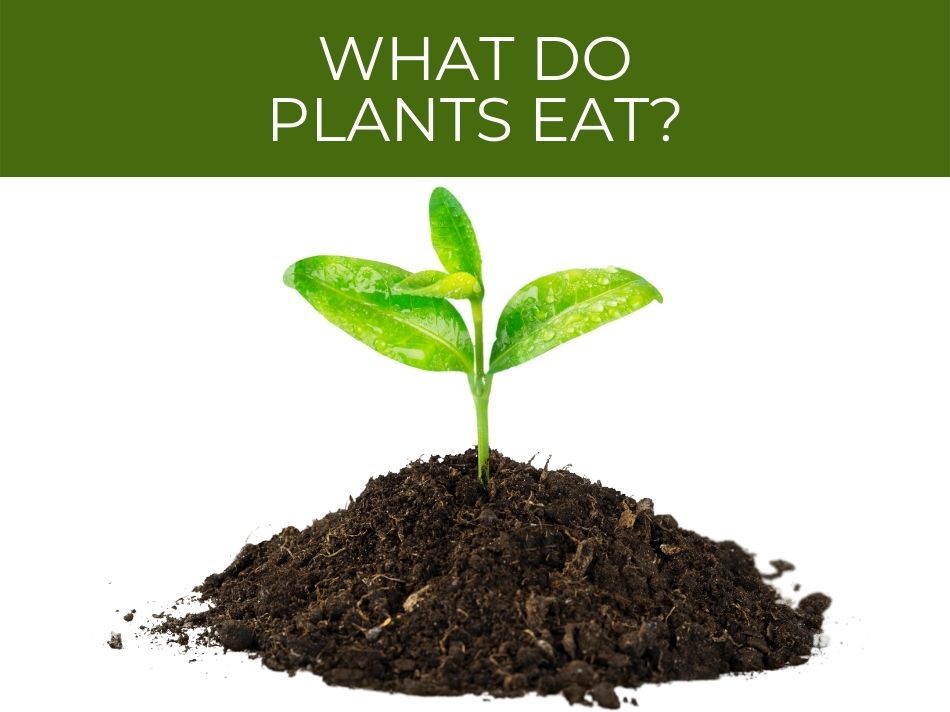 What do plants eat?