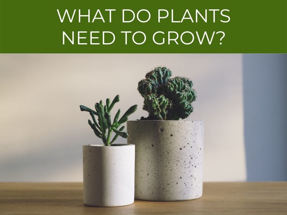 Two potted succulents on a wooden surface with text "what do plants need to grow?".