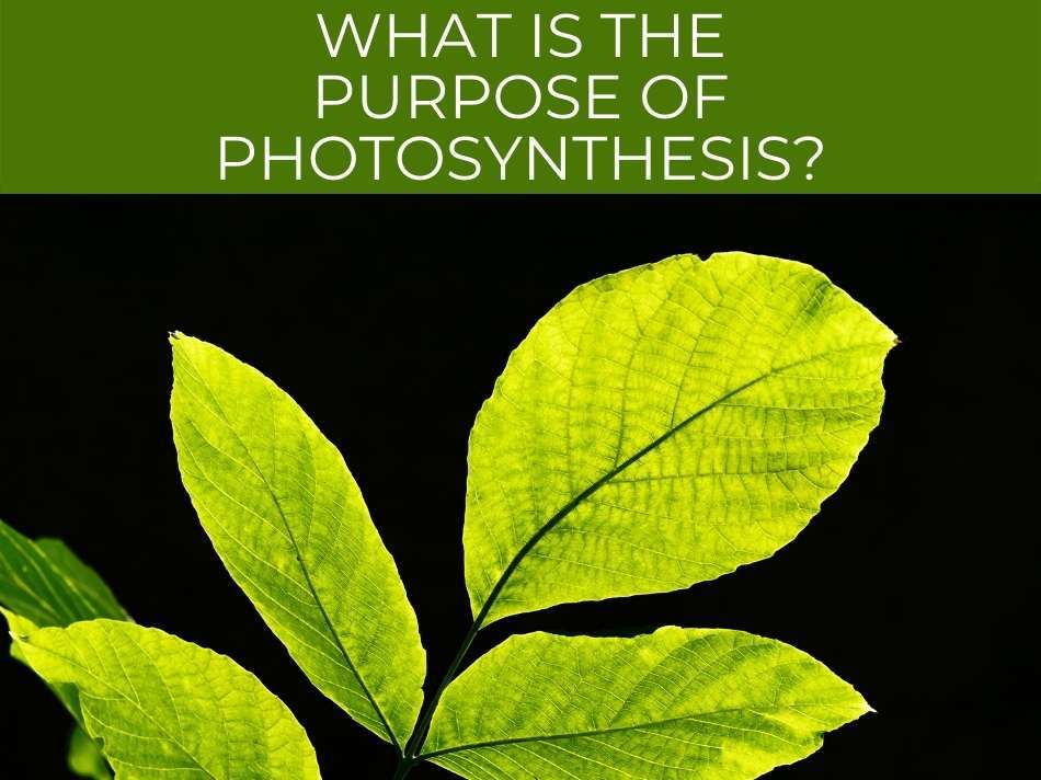 Green plant leaves against a black background with the text "What is the purpose of photosynthesis?