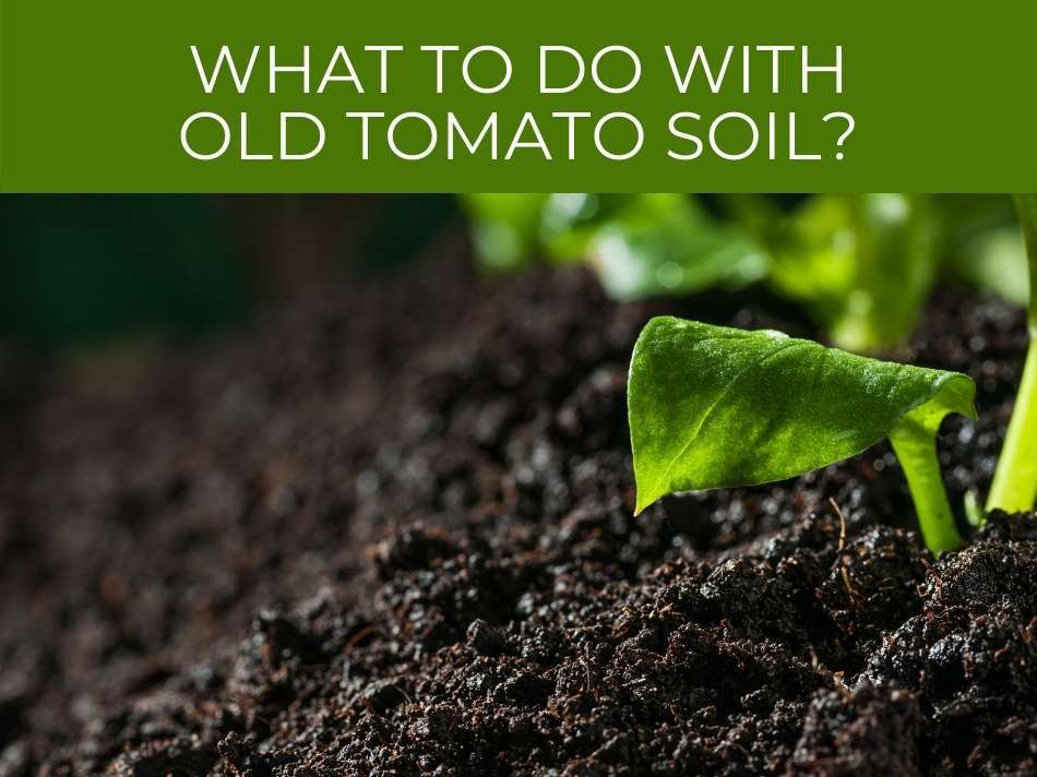 What to do with old tomato soil?