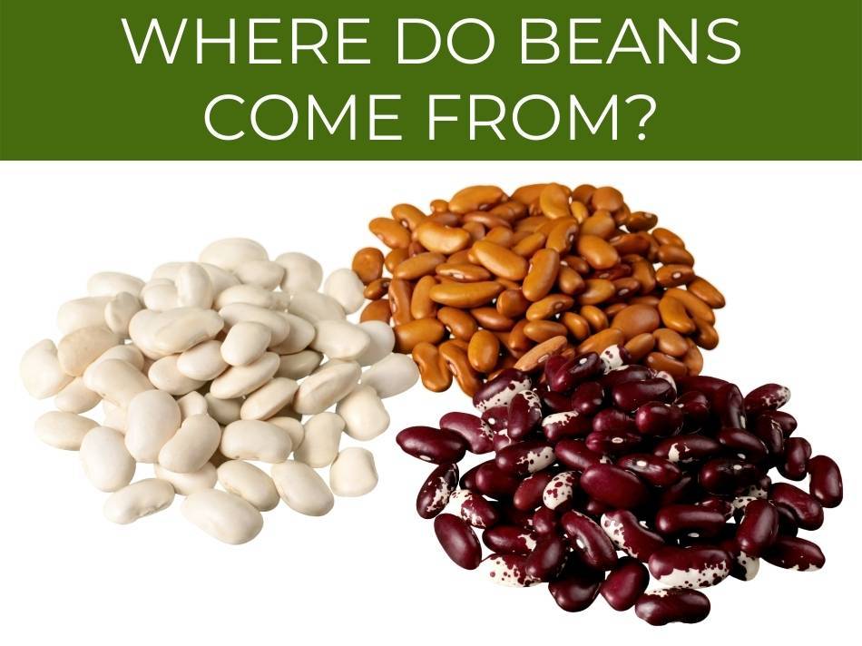 Various types of beans displayed, raising a question about their bean production origin.
