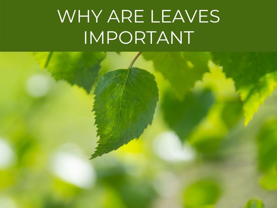 Sunlight filtering through green leaves with an educational overlay asking 'why leaves are important'.