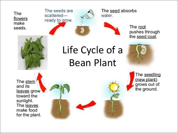 Life cycle of a bean plant