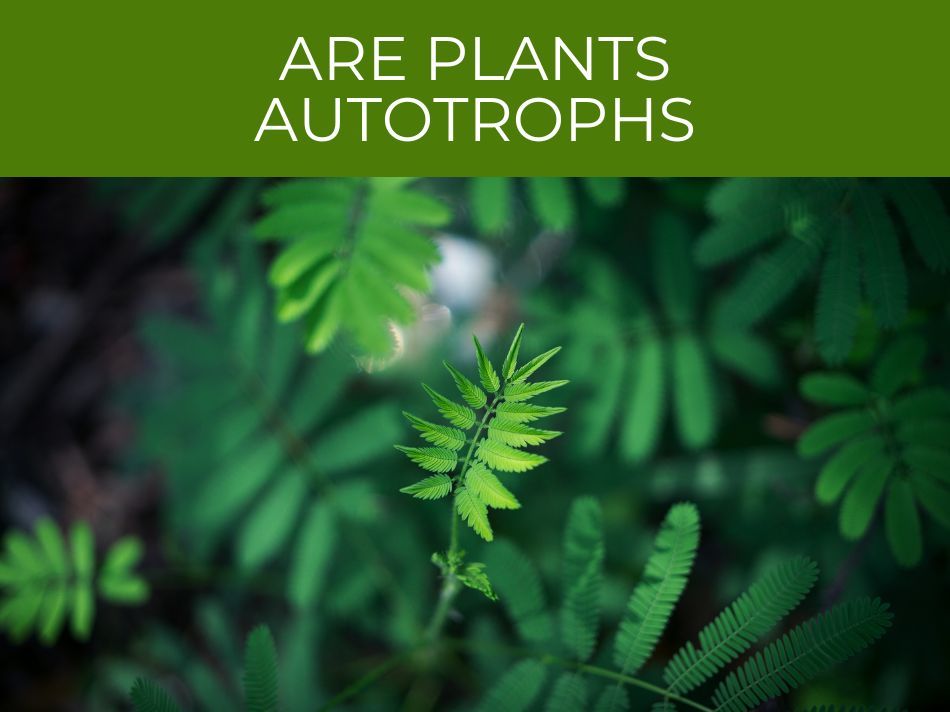 Green leaves with the text "are plants autotrophs" overlaying the image.