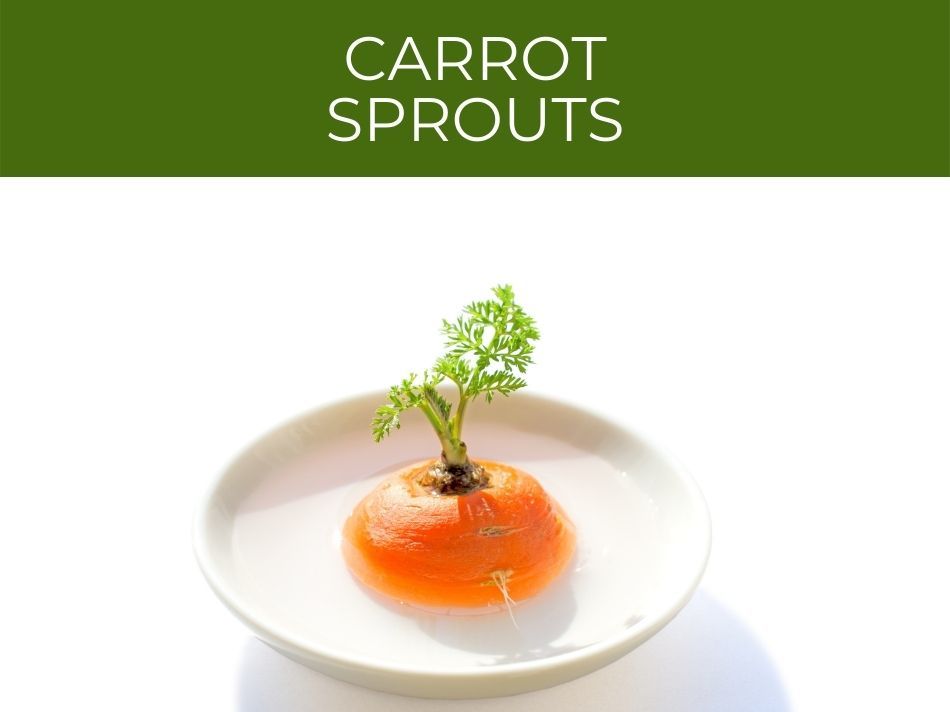 Young carrot plant sprouting from a carrot top on a white plate, showcasing vibrant carrot sprouts.