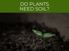 Do plants need soil