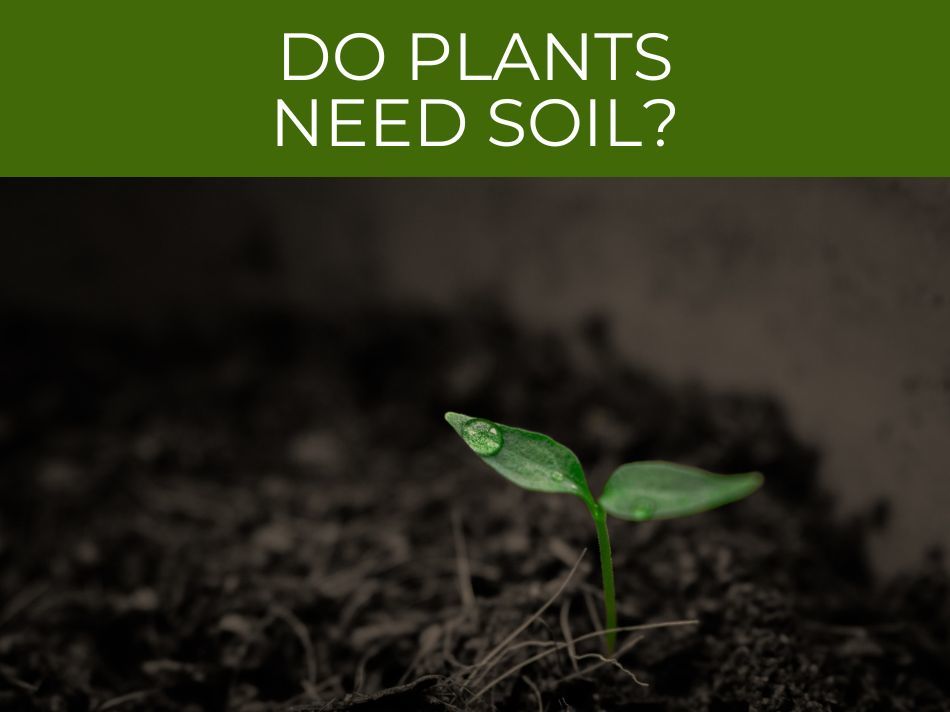 Do plants need soil?