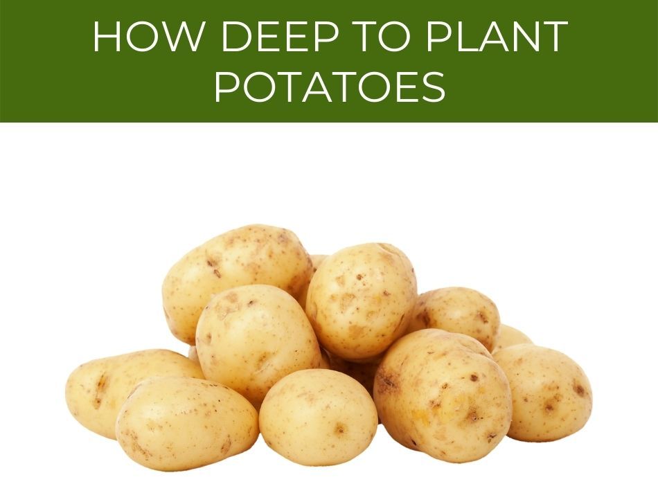 A pile of raw potatoes with the text "how deep to plant potatoes" above.