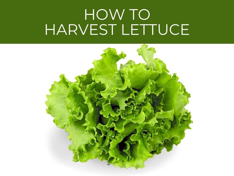 How to harvest lettuce