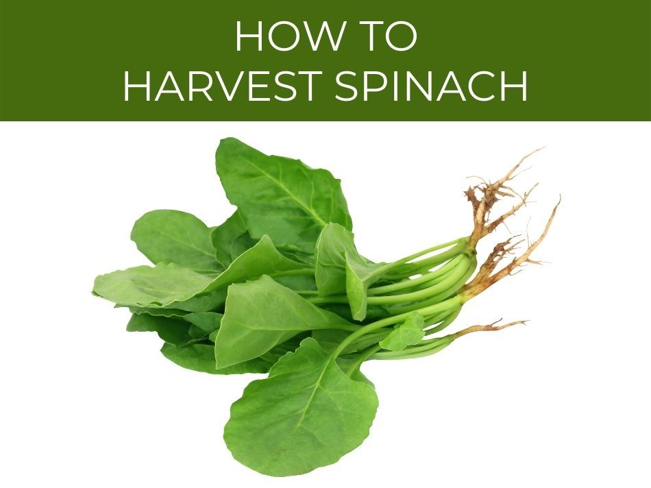 A bunch of spinach with roots on a white background, accompanied by the text "how to harvest spinach correctly.