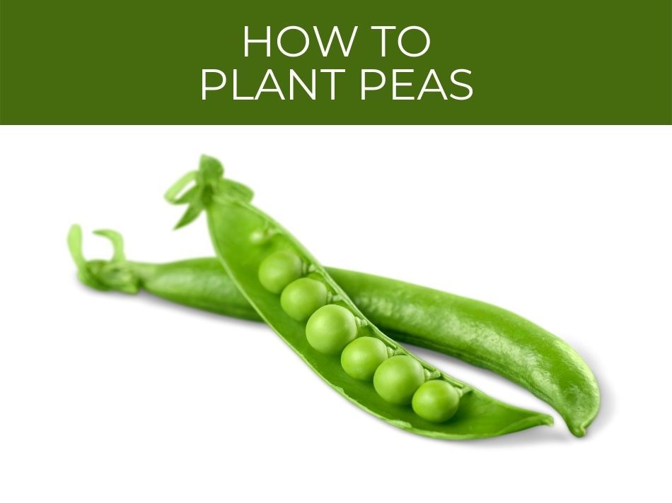 How to plant peas