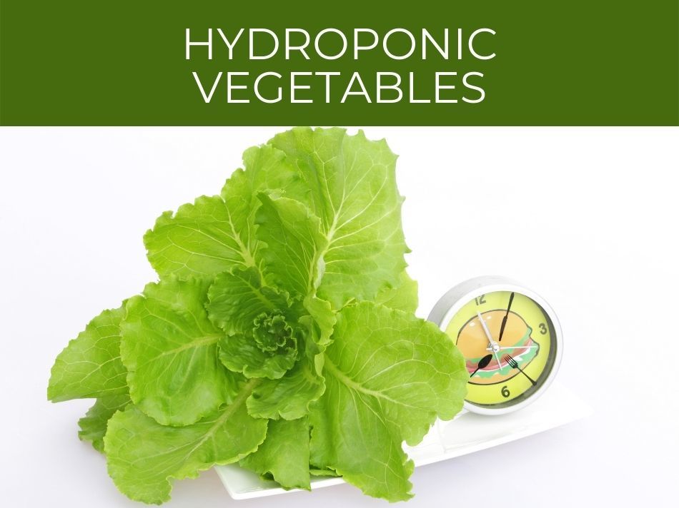 Fresh hydroponic vegetables next to a kitchen timer on a white background.