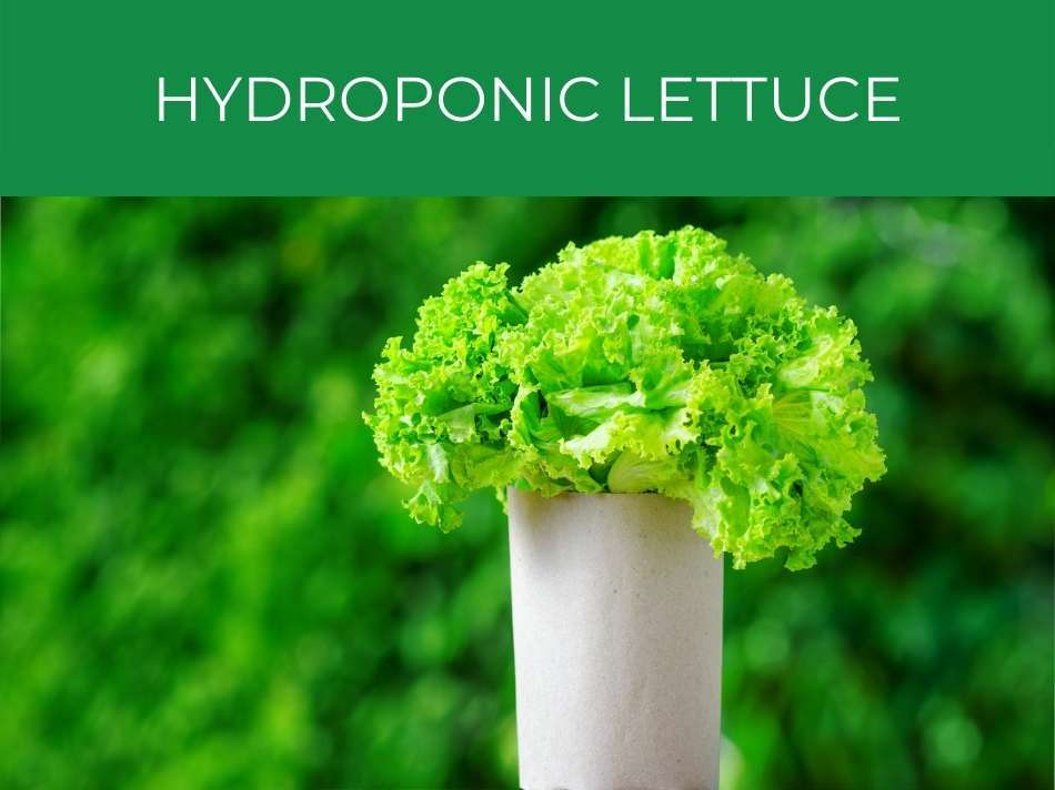 Fresh hydroponic lettuce cultivation against a verdant background.