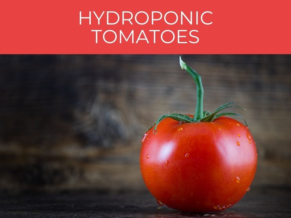 Fresh hydroponic tomatoes on a wooden surface.