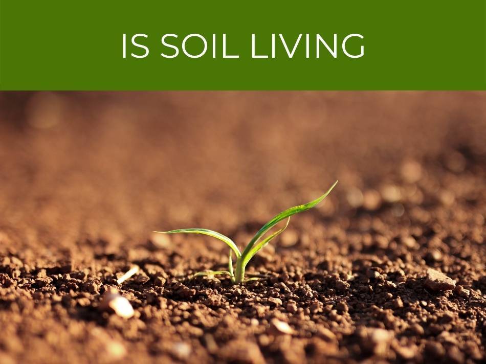 Is soil living?