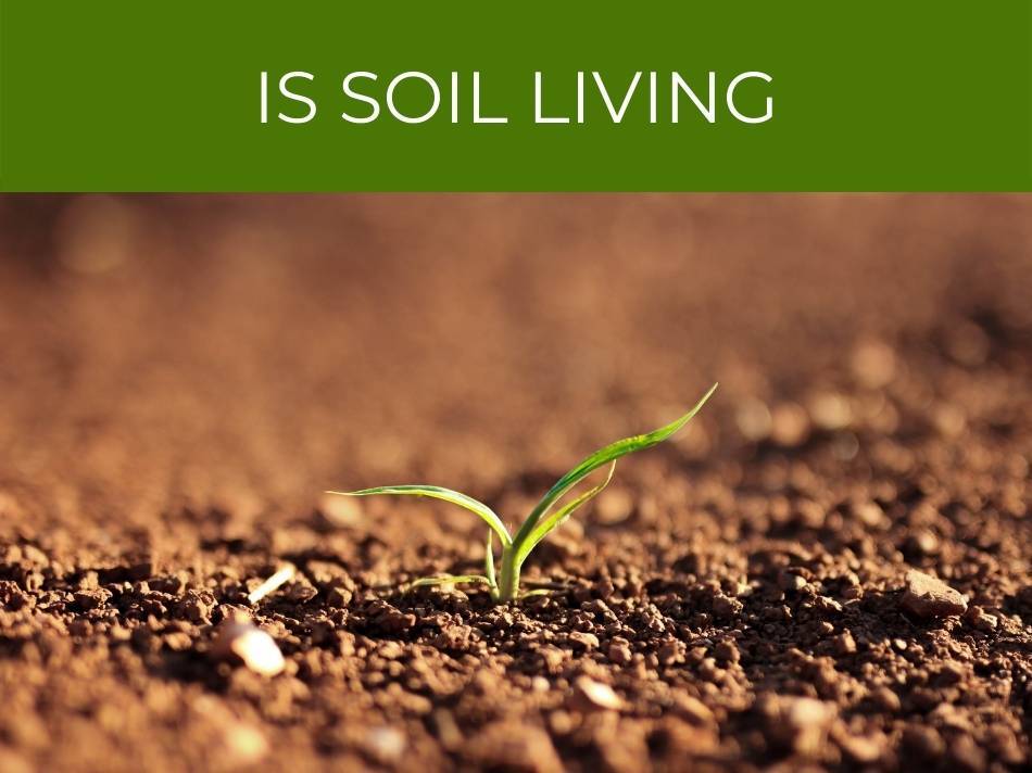 A young plant emerging from the living soil with the text "is soil living" displayed above.