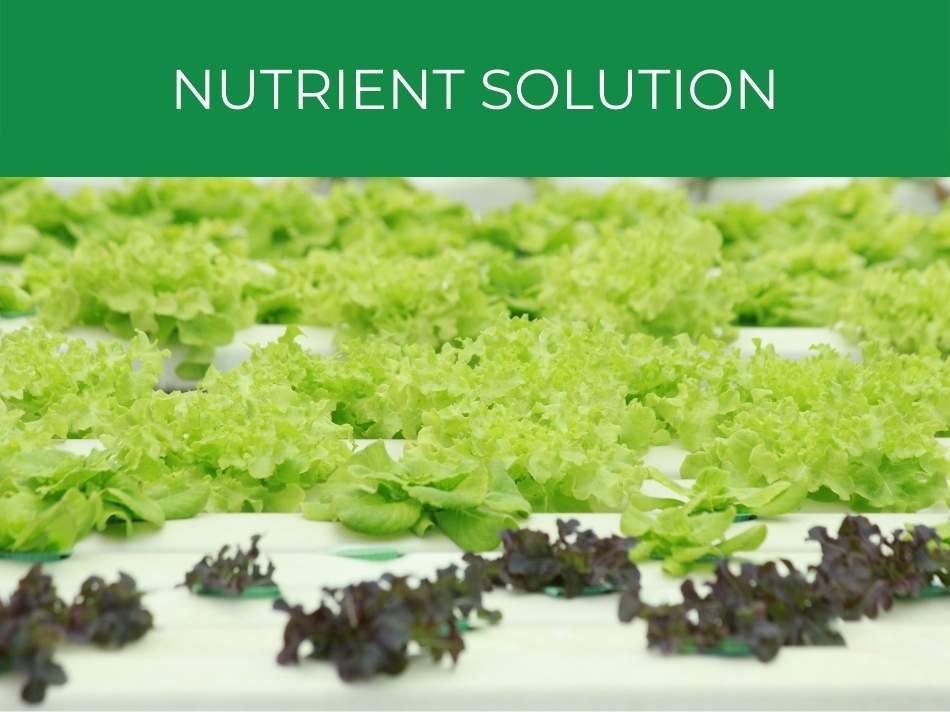 Nutrient solution