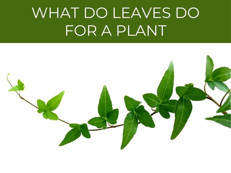 Why are leaves important? – Greenhouse Today