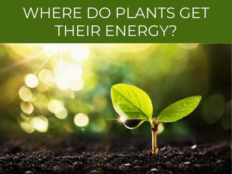 Where in the plant does photosynthesis occur? Greenhouse Today