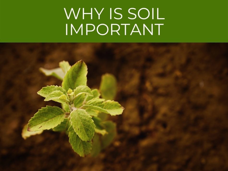 Why is soil important