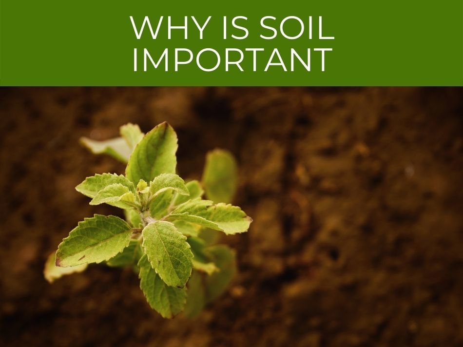 Young plant emerging from fertile soil with a caption highlighting the importance of soil: "Discover why soil matters.