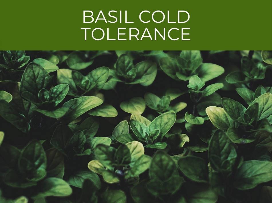 Exploring the cold tolerance of basil plants.