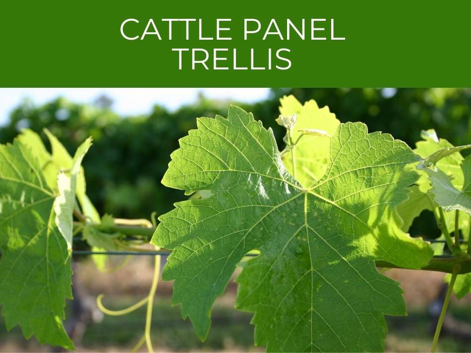 Vineyard with grape leaves in focus, using a cattle panel trellis system.