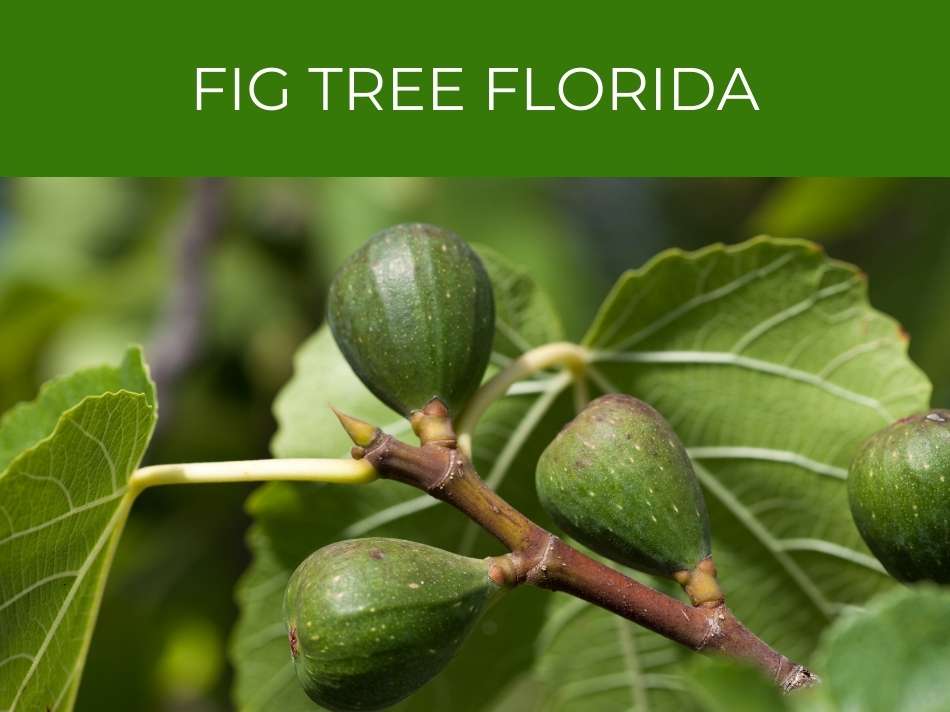 Green figs growing on a Florida fig tree branch with leaves in the background.